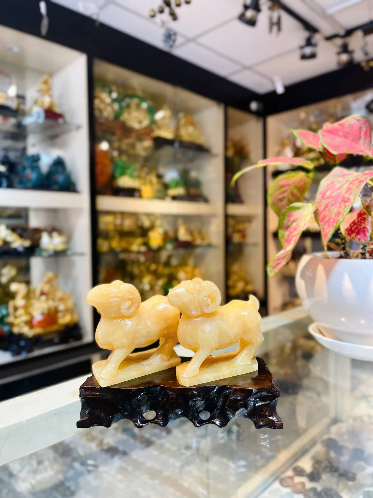 Dê hoàng long H034